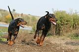 DOBERMANN 488